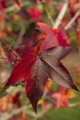 Red Leaves on Tree in Autumn