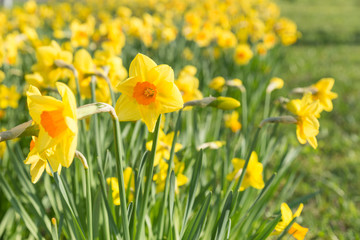 Narzissen mit farbig abgesetzten Nebenkronen vor einem Meer aus Narzissen im Hintergrund