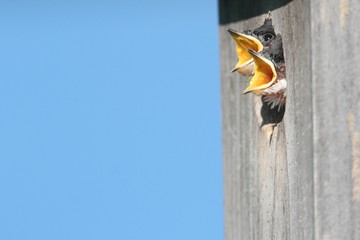 Baby Birds In a Bird House