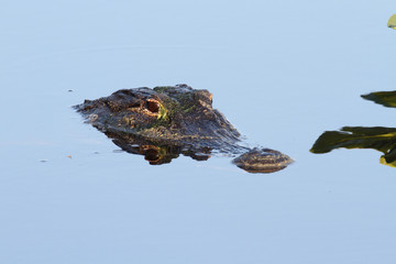 American Alligator (mississippiensis)
