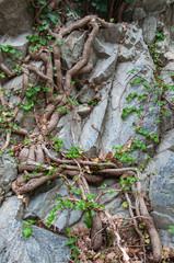 Baumwurzeln