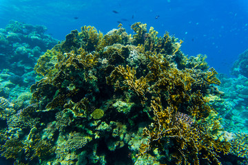 Tropical fishes on the coral reef. Diving