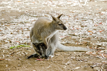 red necked wallaby and joey