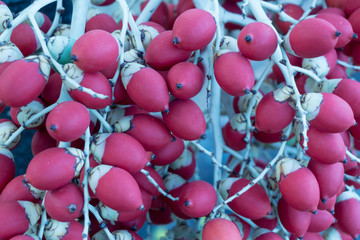 Palm tree fruits red in colour in the Philippines