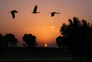 Cranes fly against the sunset