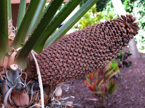 Cycaspalmfarn (Cycas circinalis), maennlicher Zapfen