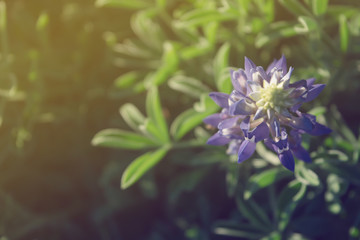 Bluebonnet, wild flower in spring time, filtered tones