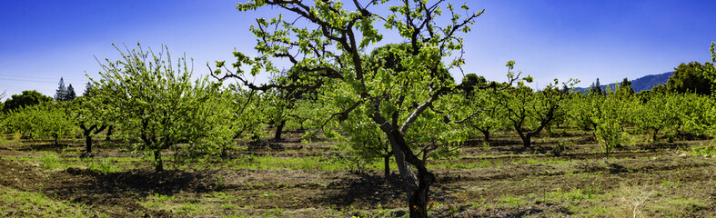 Early Spring Apricot Orchard