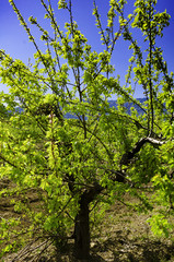 Early Spring Apricot Tree