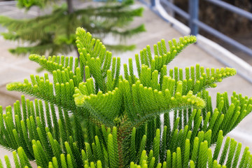Evergreen plant a tropical fern in the Philippines