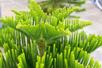 Evergreen plant a tropical fern in the Philippines