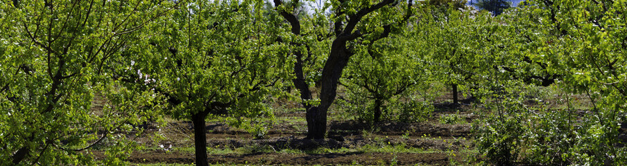 Early Spring Apricot Orchard