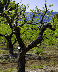 Fototapeta na wymiar Early Spring Apricot Trees