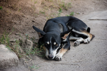 A stray dog relaxing in the hot sun of Granada, Nicaragua