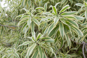 Tropical plants in the Philippines