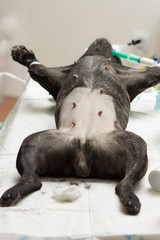 Veterinary, sterilization of dog breed French bulldog, the dog lies on the operating table under...