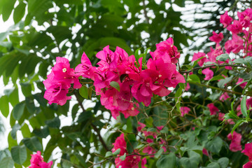 Pink tropical flowers on a bush in the Philippines