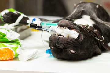 Veterinary, sterilization of a dog of breed the French bulldog, a tube for intubation inserted into the respiratory tract in order to avoid overlapping of respiration