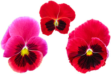 Pansy isolated on white background. Viola tricolor red blue yellow macro closeup