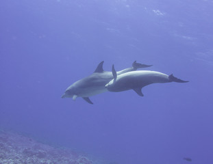 Dolphin love. Rangiroa French Polynesia