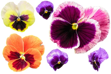 Abwaschbare Fototapete Pansies Stiefmütterchen isoliert auf weißem Hintergrund. Viola tricolor rot blau gelb Makro Nahaufnahme