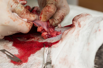 Veterinary, sterilization of a French bulldog dog, ligation of the spermatic ducts with suture...