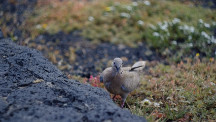 Piccione grigio a Playa Blanca, Lanzarote