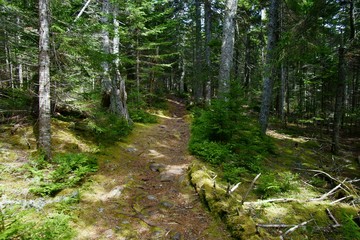 Pedestrian pathway through the wood