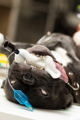 Veterinary, sterilization of a French bulldog dog, the patient's head at the final stage of a...
