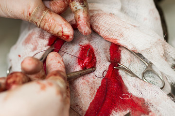 Veterinary, sterilization of a French bulldog dog, surgical forceps, a needle, tweezers and suture...