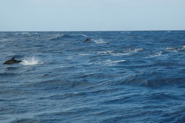Fototapeta premium Golfinhos de agua salgada