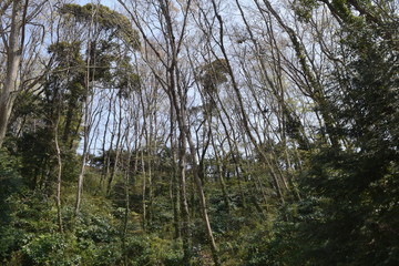 Fototapeta premium 風景/早春の木々