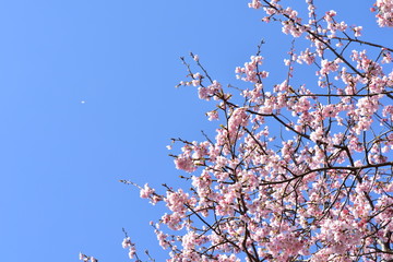 桜と青空