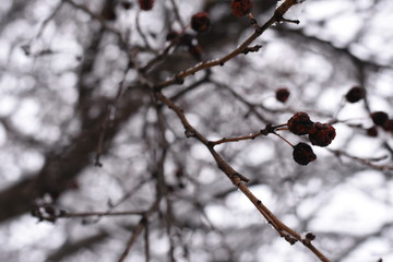 Winter, Canada,  Snow