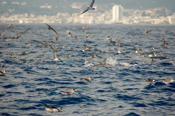 Golfinhos de agua salgada
