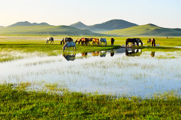 The horses on the prairie.