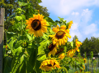 Obraz premium Close up of bright sunflowers blooming in a community garden of nature