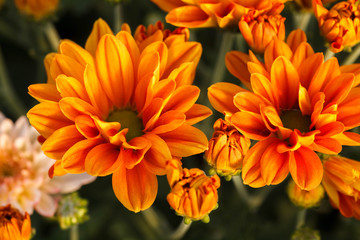 Orange Chrysanthemum flower.