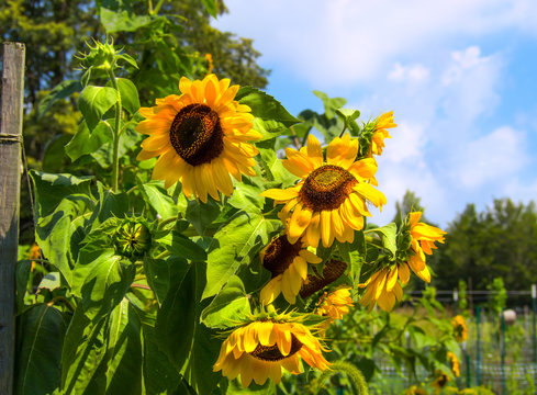 Close up of bright sunflowers blooming in a community garden of nature