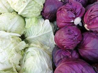 Fototapeta na wymiar Rows of Red and Green Cabbage