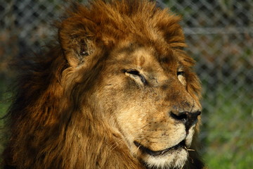 ライオン