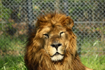 ライオン