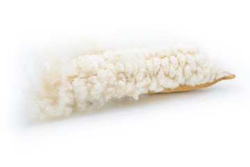 Fototapeta na wymiar kapok seeds with white fiber for making pillow