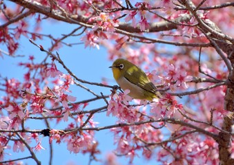 Pink cherry blossoms and Japanese white-eye bird in spring