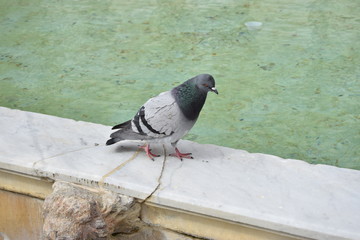 Italian pidgeon
