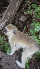 African Wildlife (Zambia) 