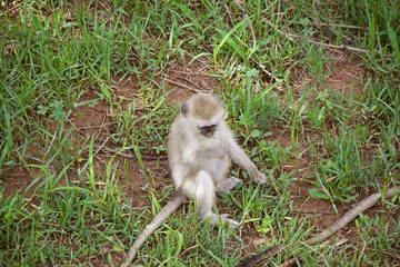 African Wildlife (Zambia) 