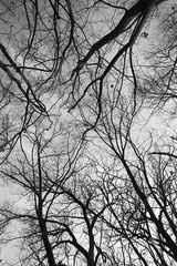 Tree Branches Against Sky Black and White