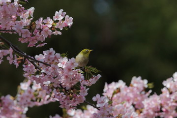 メジロ／メジロの枝どまり