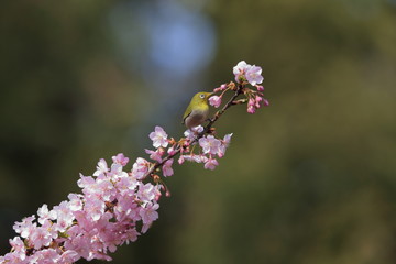 メジロ／メジロの枝どまり